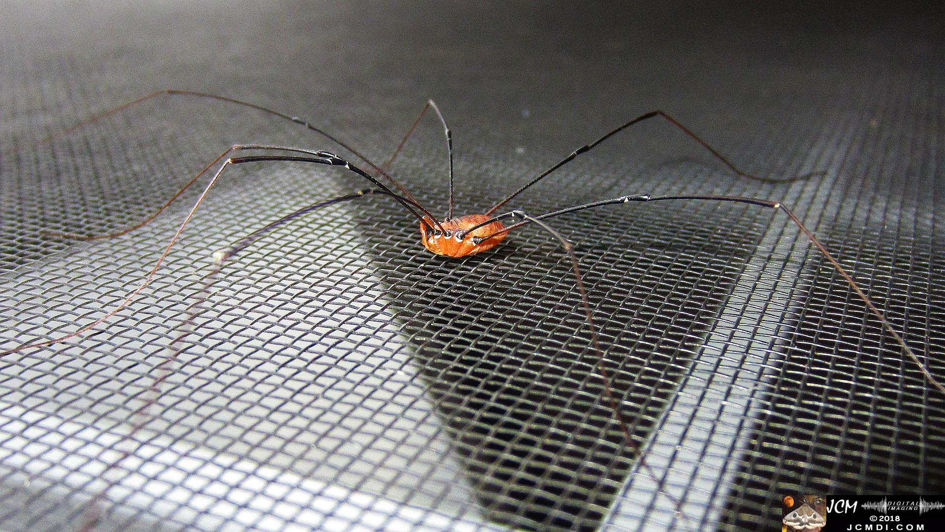 A Daddy Longlegs Spider (Harvestman) in TN